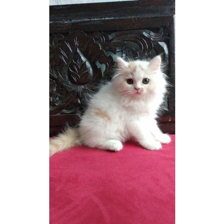 kucing Persia Norwegia