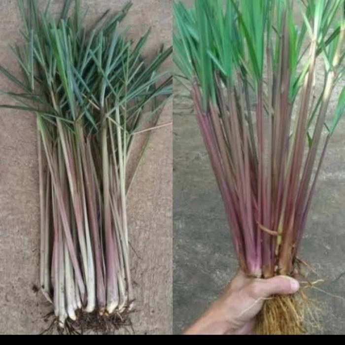 Bibit sereh wangi,sereh lanang,1 kg sereh wangi/sereh merah