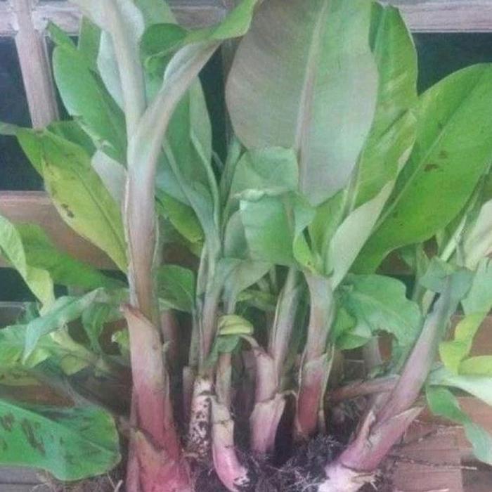 BIBIT PISANG AMBON KUNING