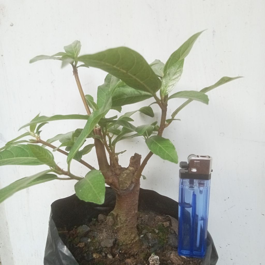 Promo bahan bonsai Loa Raja Bonggol