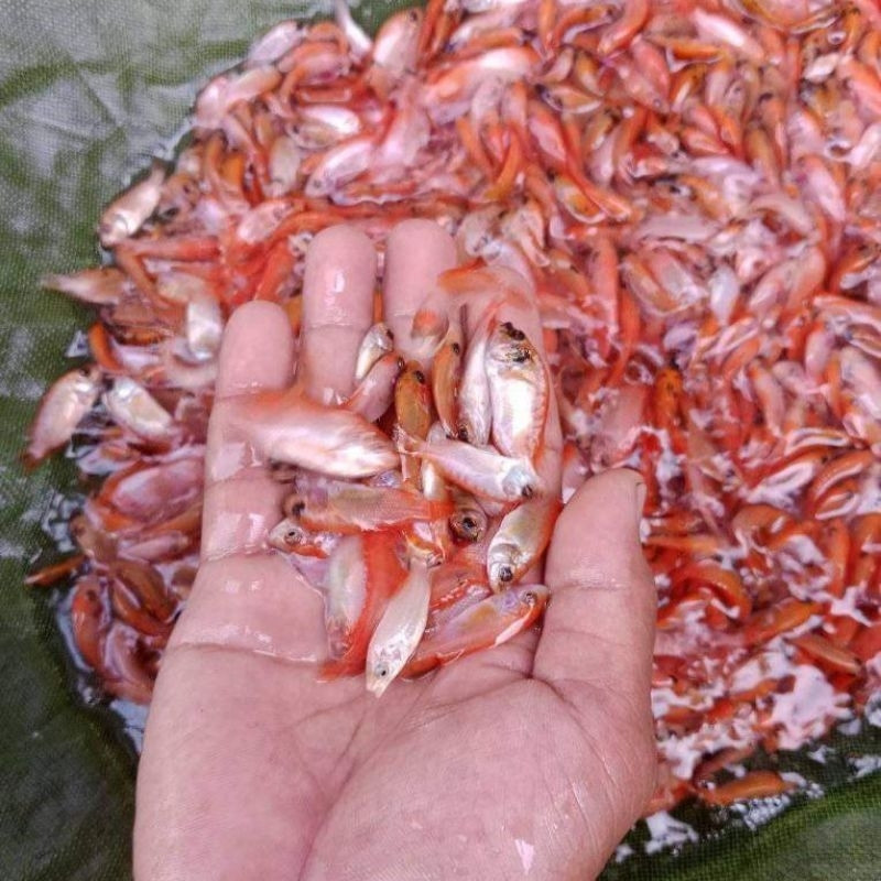 bibit / benih ikan nila merah 1  jari per 500 ekor ( bibit ikan hidup ) bibit ikan / bibit ikan di b