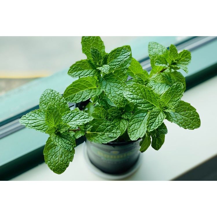 bibit mint/bibit tanaman daun mint/bibit papermint