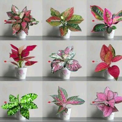 promo  10macam2 aglonema original,