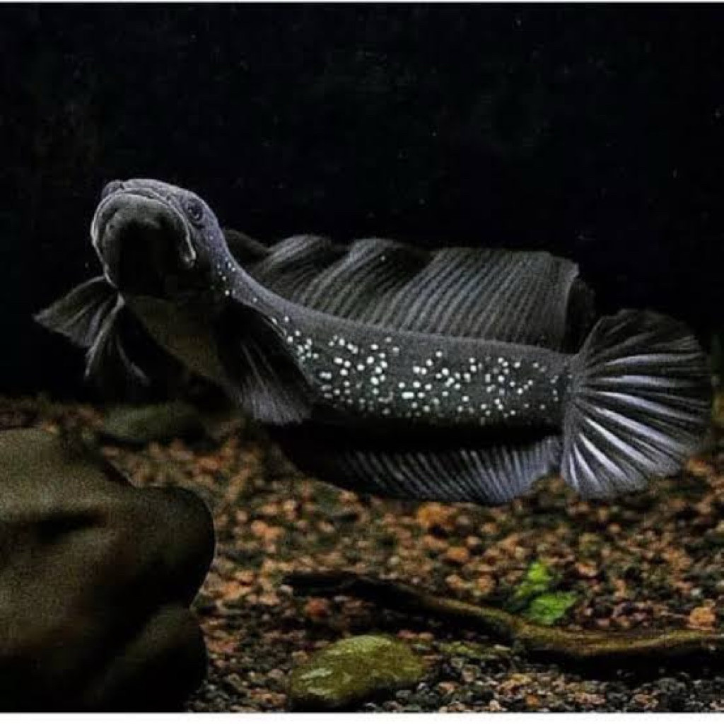 ( Asiatica Ws ) 15-17 cm Whit Spot Pull Mutiara Size