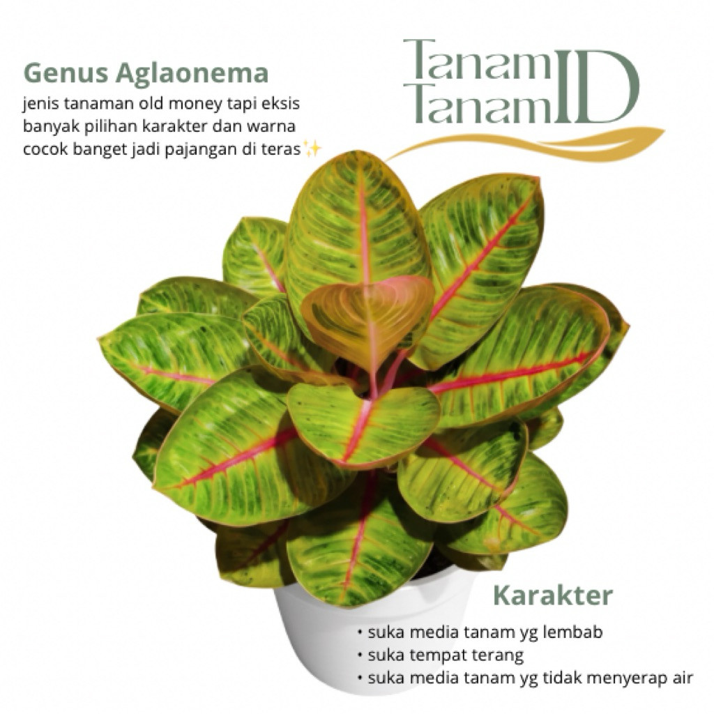 Aglaonema moonlight - Aglaonema moonlight size XL