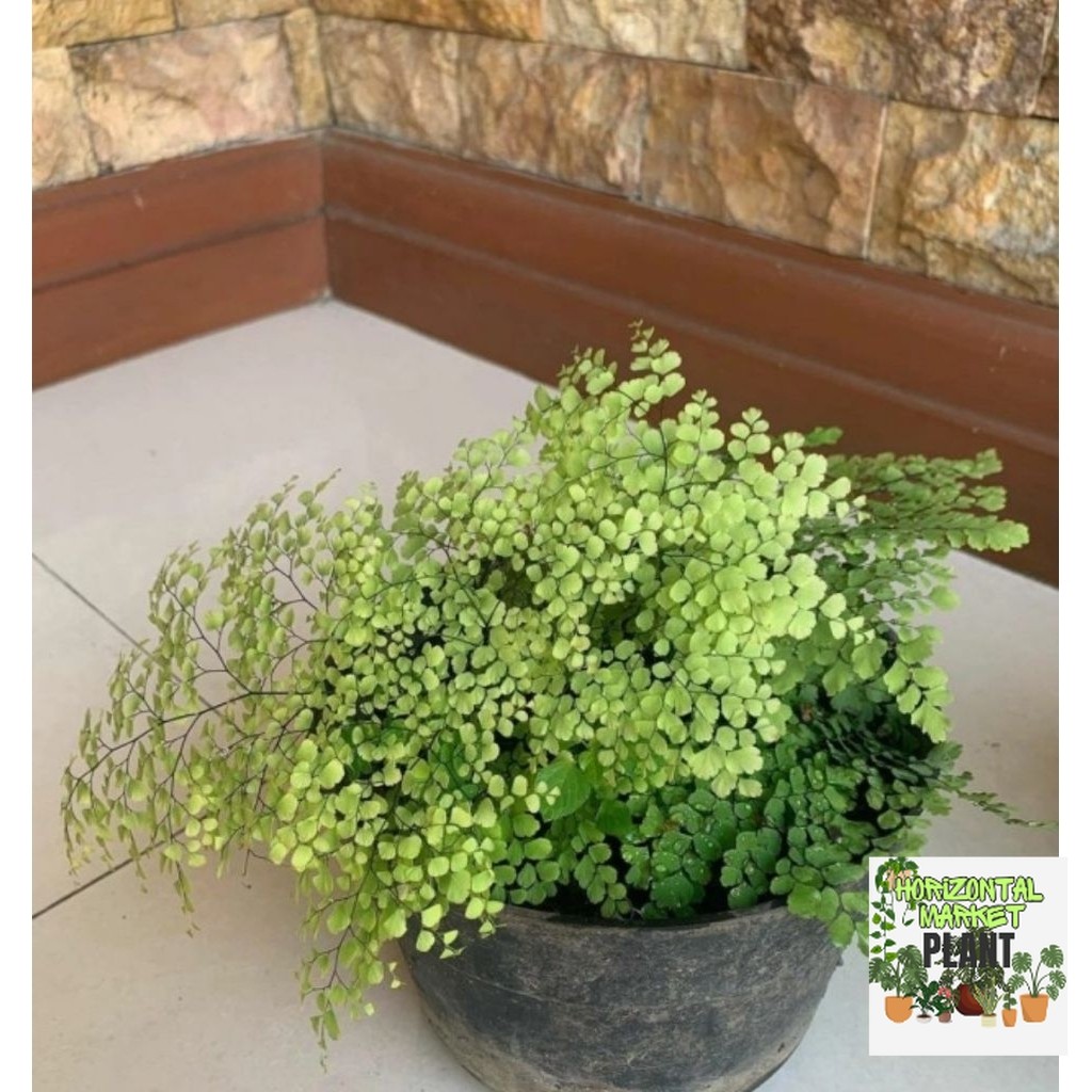 (BISA COD) Tanaman hias Suplir Kribo Mini / Suplir kribo daun mini / Suplir kribo Hiasa