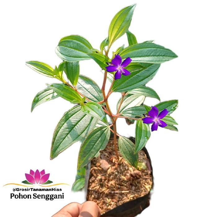 Tanaman Hias Bunga Senggani / Pohon Herbal Harendong Bunga Senggani