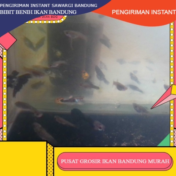 bibit / benih ikan hias guppy cendolan  per ekor GROSIR BANDUNG INSTANT BDG BDG