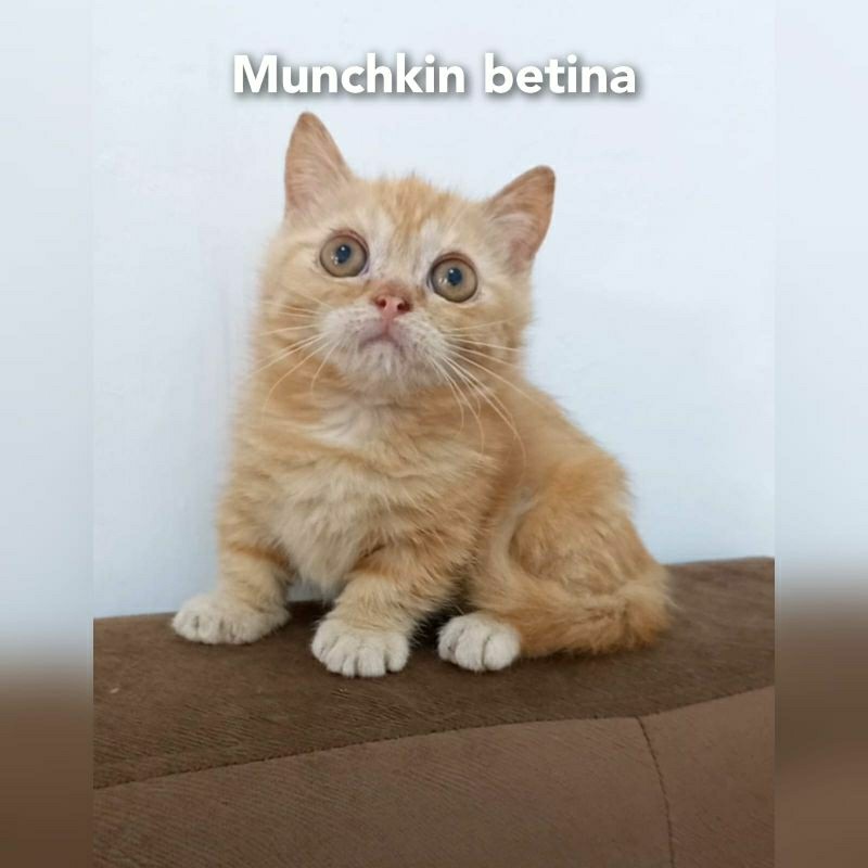 Kucing Oren Kitten Ras Munchkin Cebol Pendek