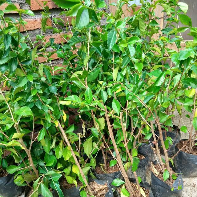 Teh Tehan Tanaman Pagar Atau Pagar Hidup