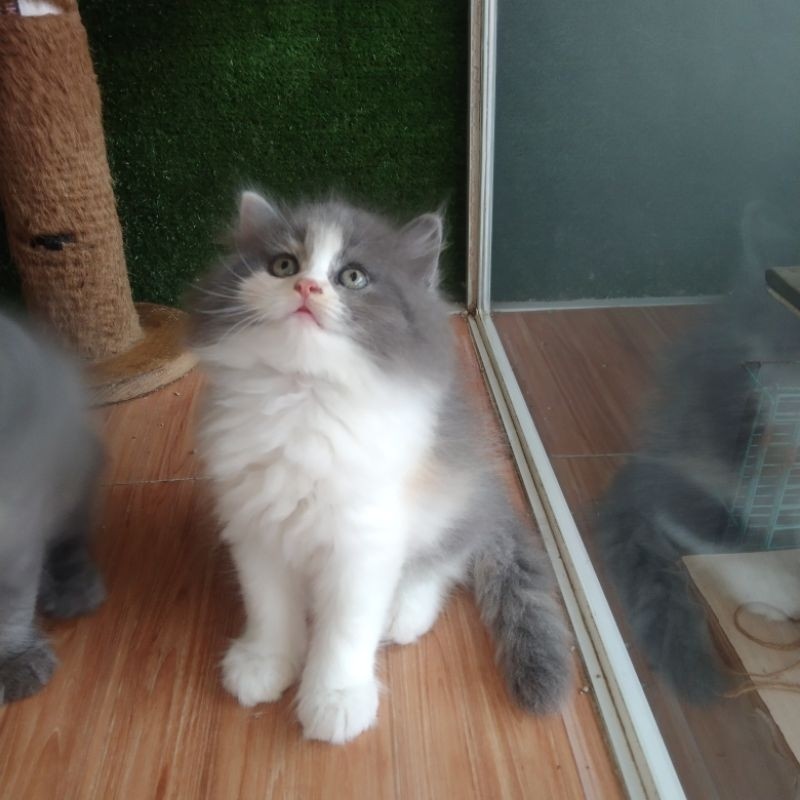 kitten Persia flatnose Calico dilute