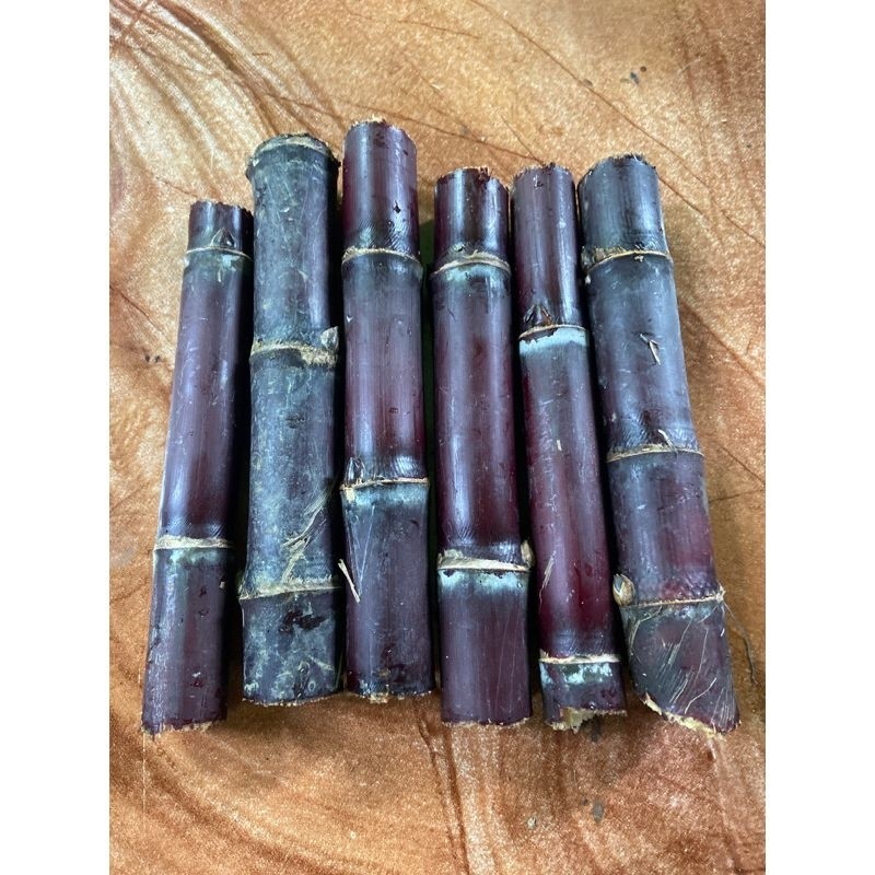 PERBATANG Bibit Tebu Hitam Asli / Tebu Ireng Unggul – Siap Tanam | Bisa Untuk Dikonsumsi