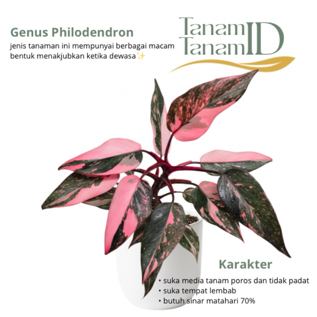 Philodendron pink princess galaxy
