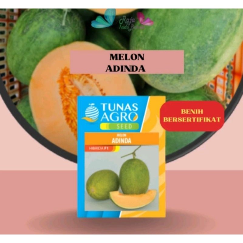 100 Biji Benih Melon Adinda F1 Original