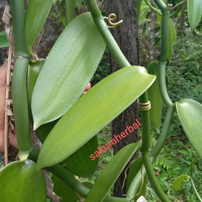 COD_ bibit vanili stek vanili tahiti tahitiens 3ruas (PANGPUNG ALAM)