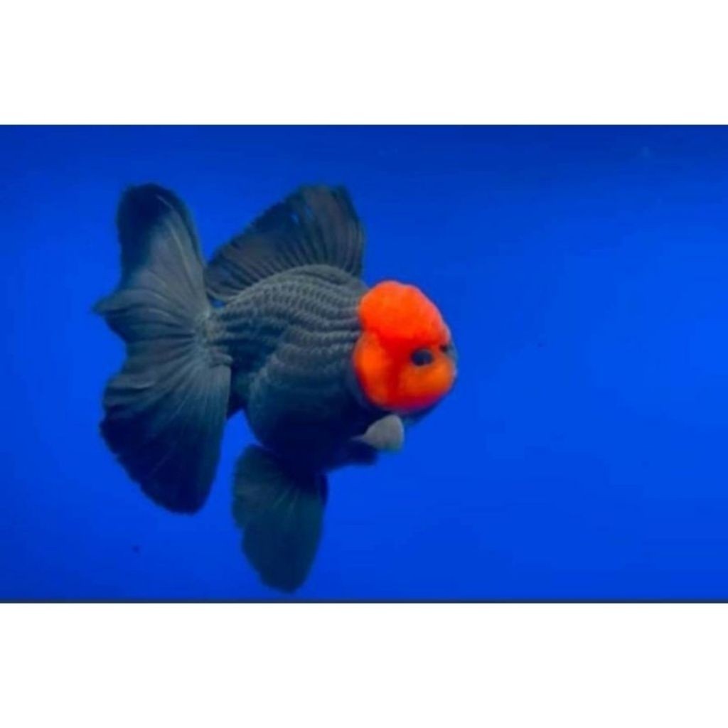 ikan hias koki / golsfish oranda tanco 9-11 cm ( kepal jambul merah) per ekor