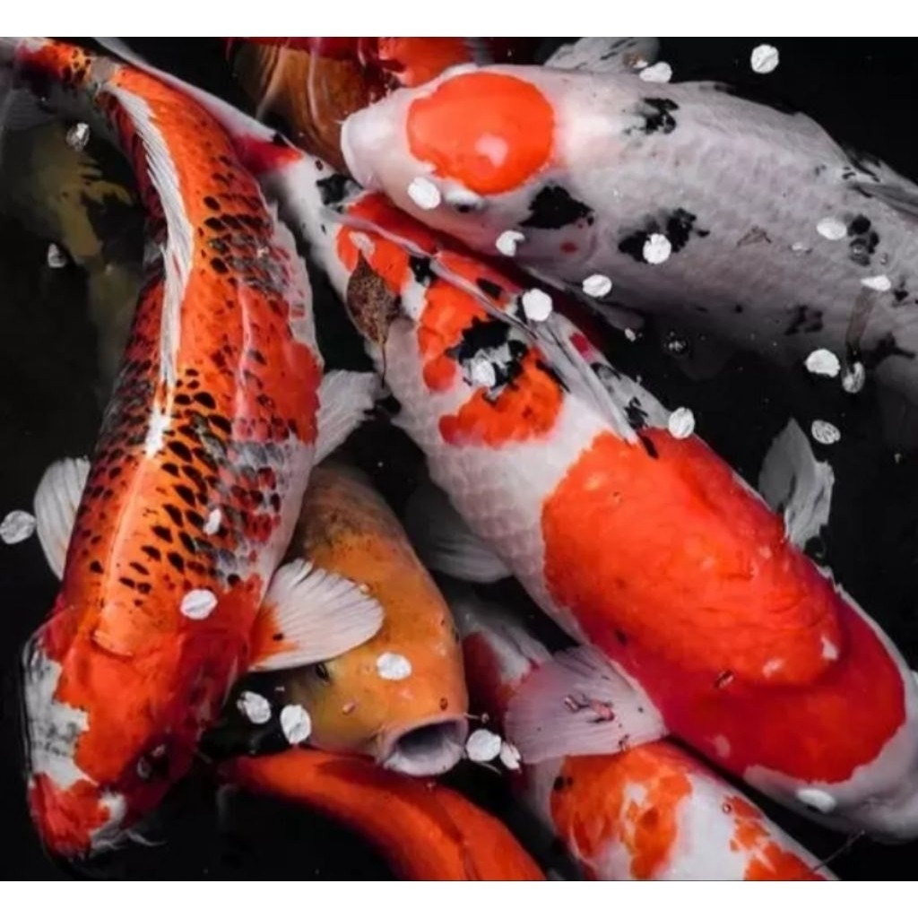 Koi Blitar 17-20 cmHiasan Aquarium kohaku sanke showa