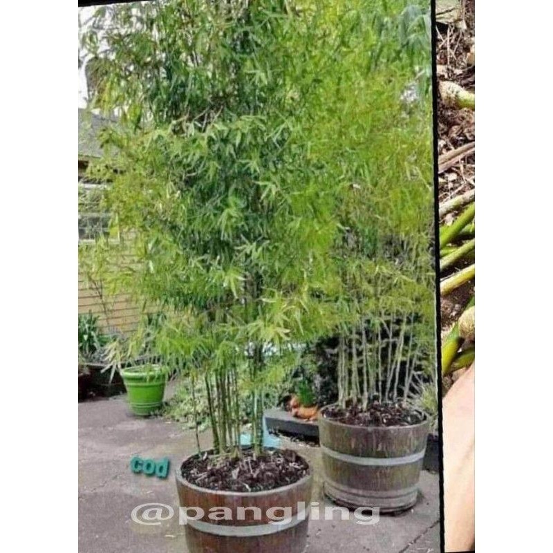 Bibit bambu jepang Bibit bambu jepang bambu mini outdoor pagar rumah