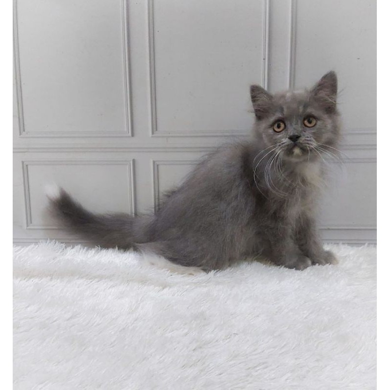 KUCING KITTEN PERSIA SEHAT KUCING GEMBUL LUCU JANTAN WARNA ABU PUTIH USIA 3 BULAN BULU LONGHAIR