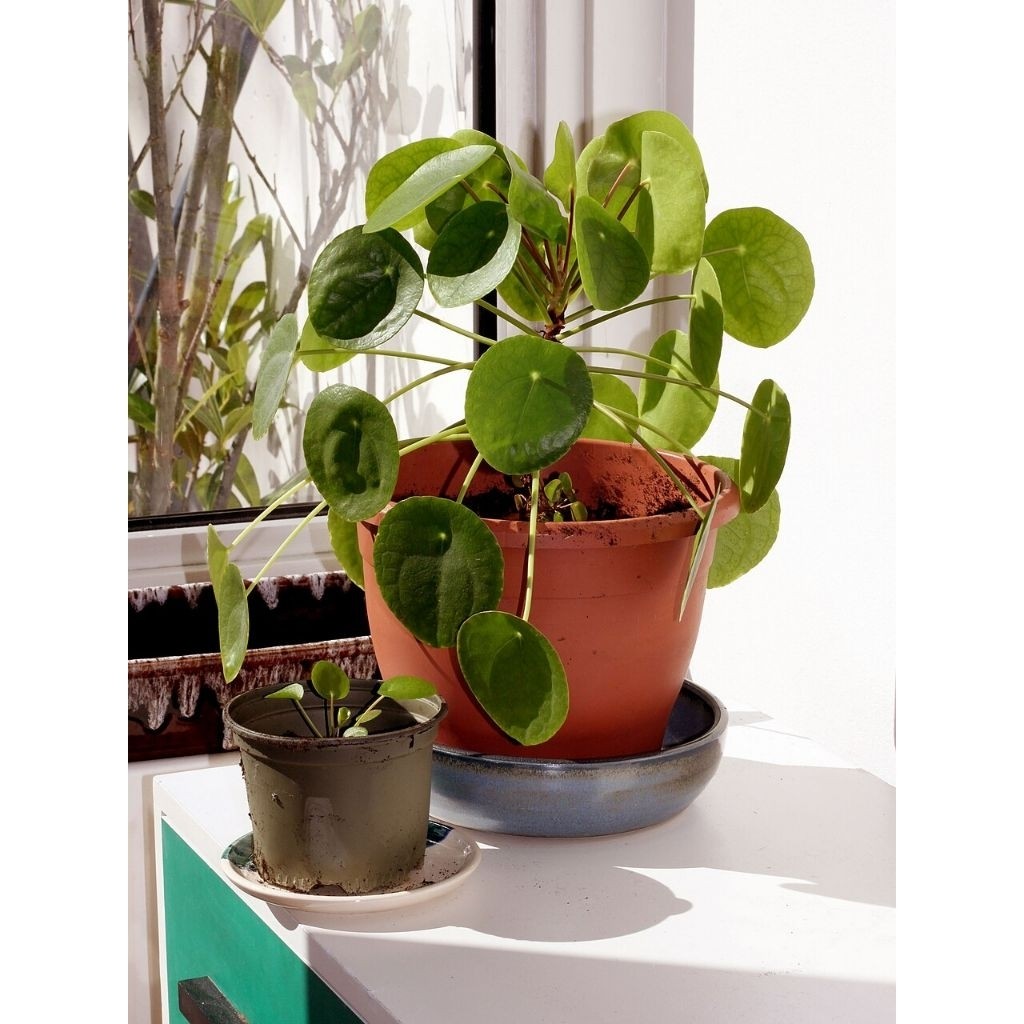 Chinese Money Plant (Pilea peperomioides) | bibit peperomia pilea