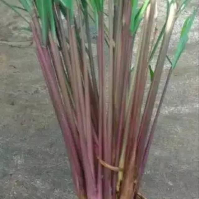 Serai Wangi Segar Serai Warna Merah 200 gram presh