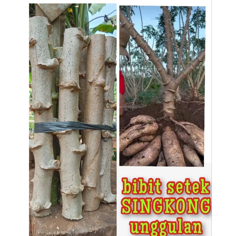 10.STEK BIBIT BATANG UMBI SINGKONG THAILAND KUALITAS SUPER PREMIUM.