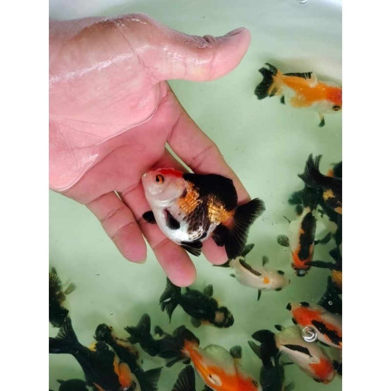 mas koki / ikan maskoki / Oranda panda trico ISI 3 size 7-8 cmcolours fancy Shortbody