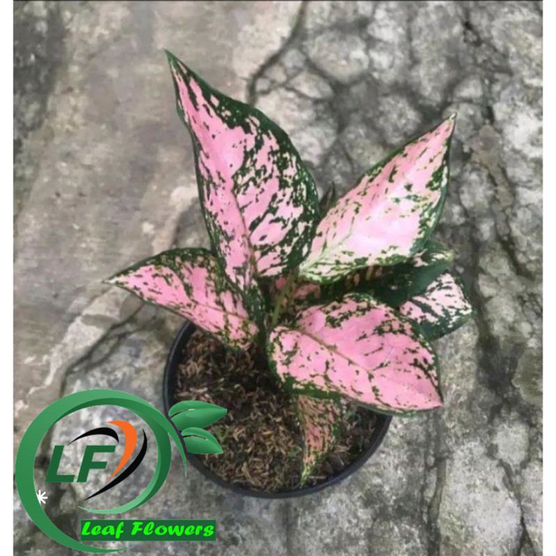 (BISA Cod) Promo Aglonema Rubi Pink - Tanaman Hias Aglonema Rubi Pink