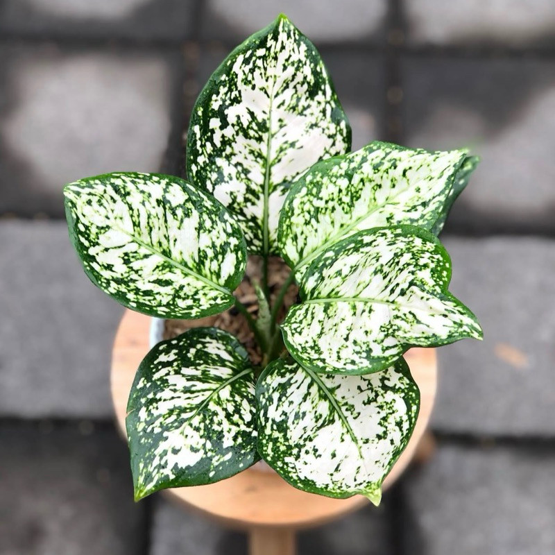 Tanaman Aglonema Dut White - Aglonema Dud White - Tanaman Hias Aglonema Dud White