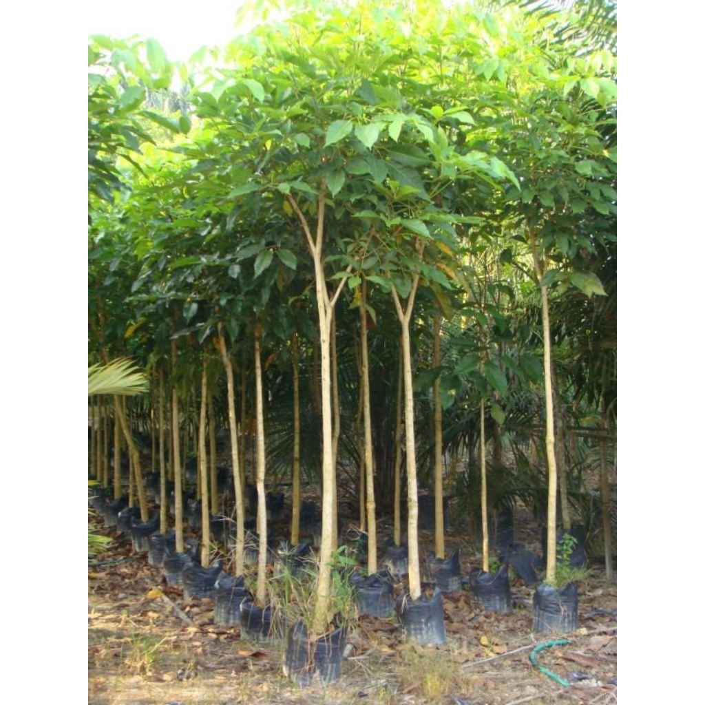 Pohon Peneduh Tabebuya ±1-2 Meter