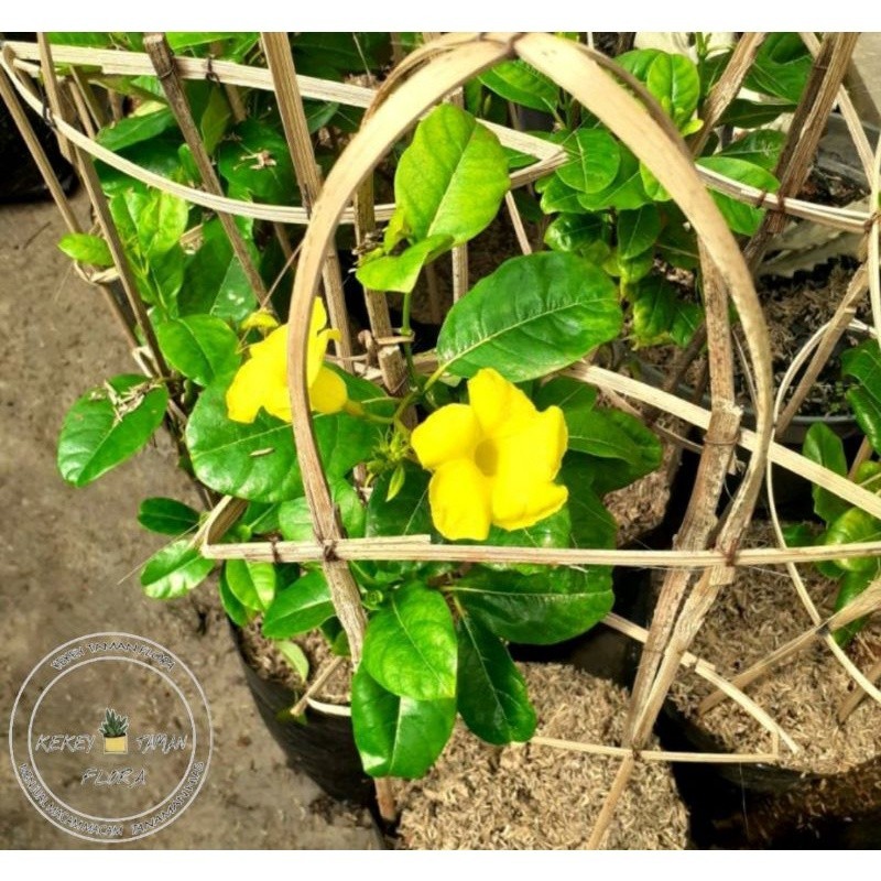 TANAMAN FULL MEDIA Tanaman Hias Bunga Mandevilla Bunga Kuning - Tanaman Merambat Mandevilla-tanaman 