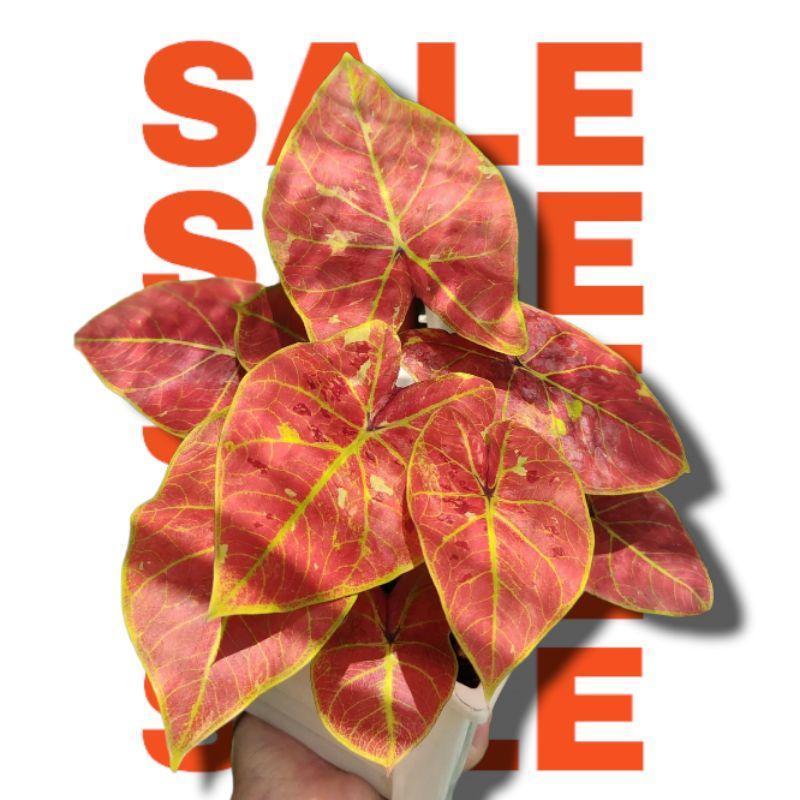 Caladium New Wave Bibit Umbi