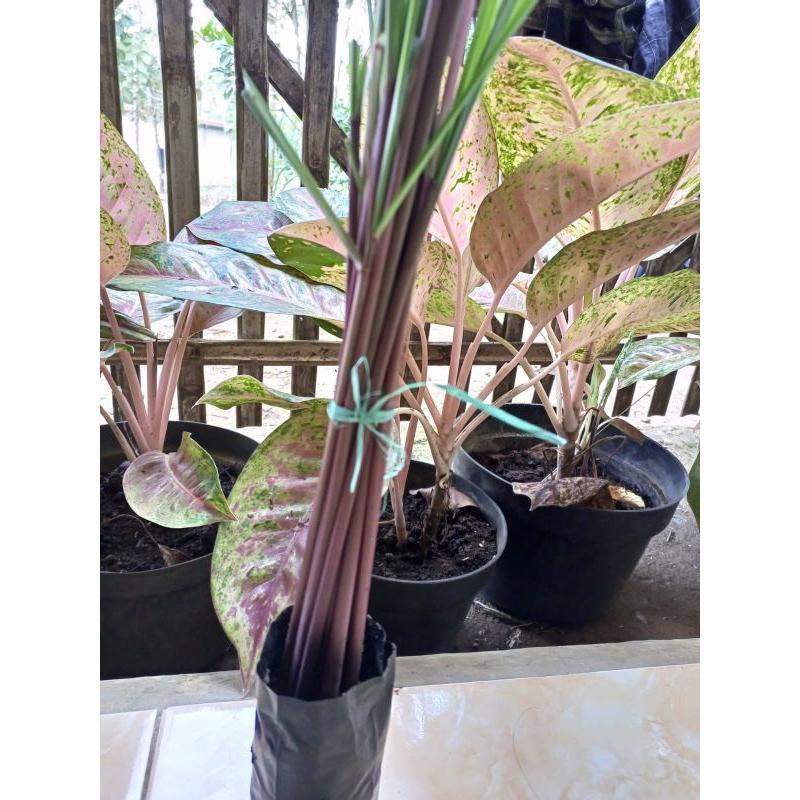 Bibit Serai wangi | BIBIT serai merah asli | serai merah 1 pcs isi 6 pohon