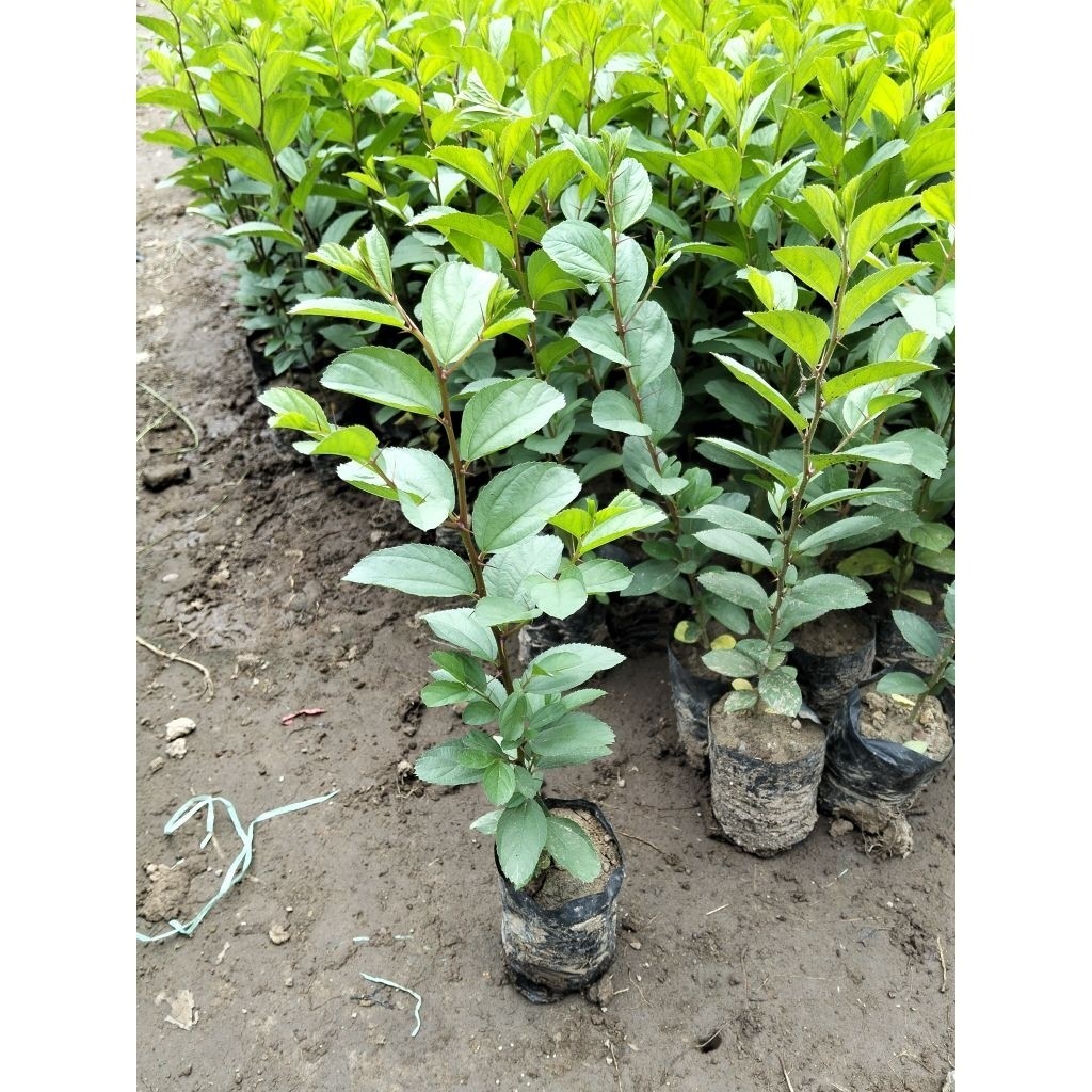 Bibit Pohon Bidara Arab Asli (Beli 5 Gratis 1)