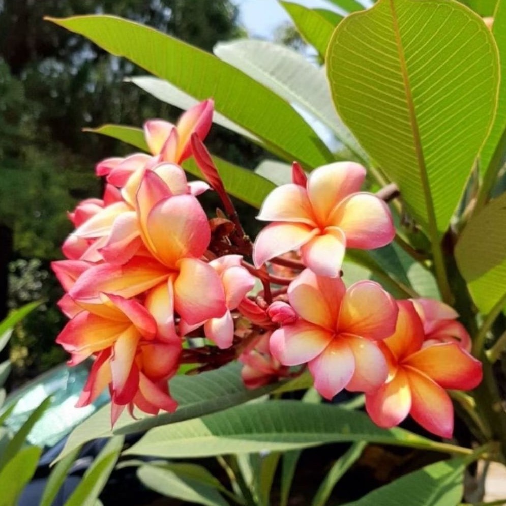 (stek batang) Kamboja bali plumeria hidup / Pohon Kamboja bali hidup