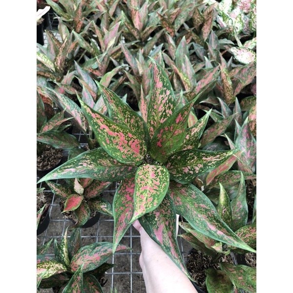 Aglaonema Ruby kirana (COD)