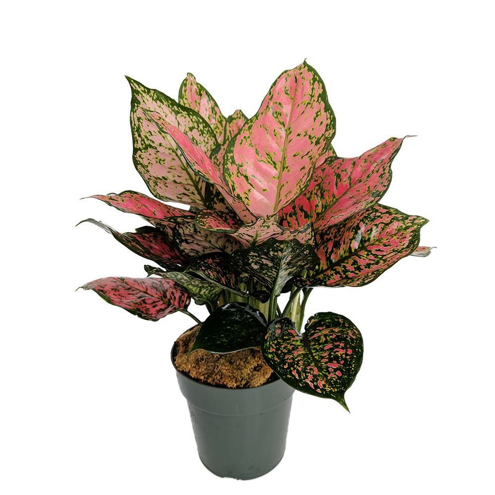 Aglonema Ruby Pink - Tanaman Aglonema Rubi Pink- Tanaman Hias Aglonema Ruby Pink Remaja