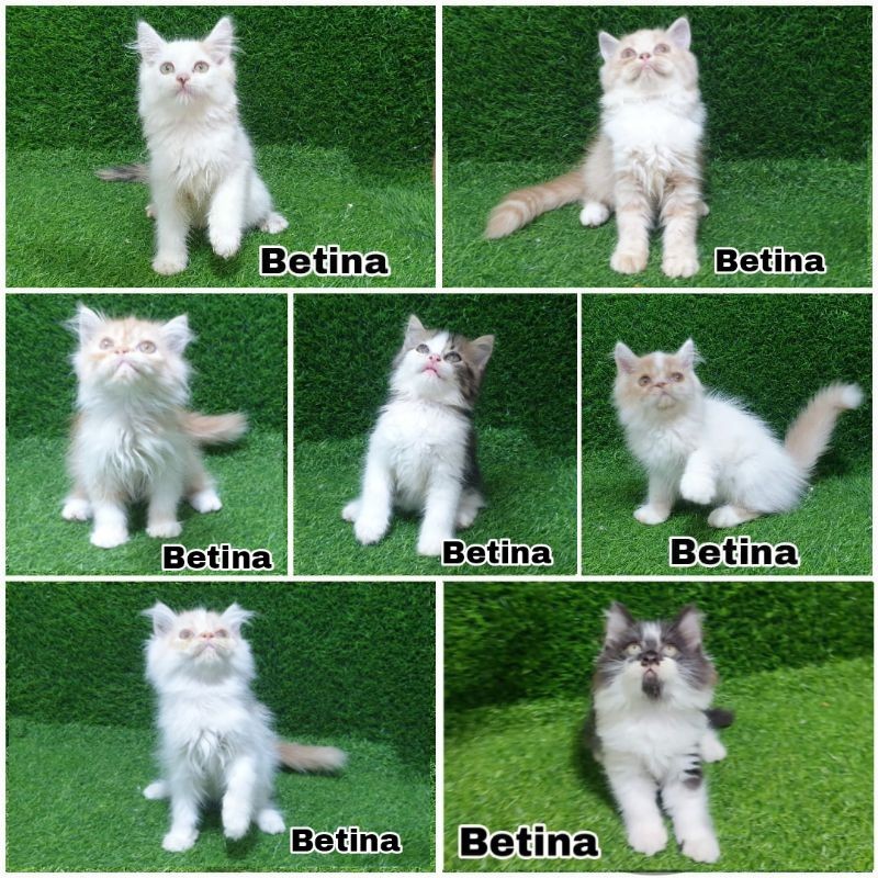 Anakan Kucing Persia Longhair Bulu Kapas Sehat Gemoy