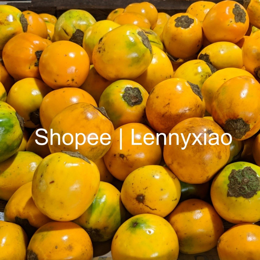 Buah Terong Asam Pontianak - Terong Dayak Khas Kalimantan