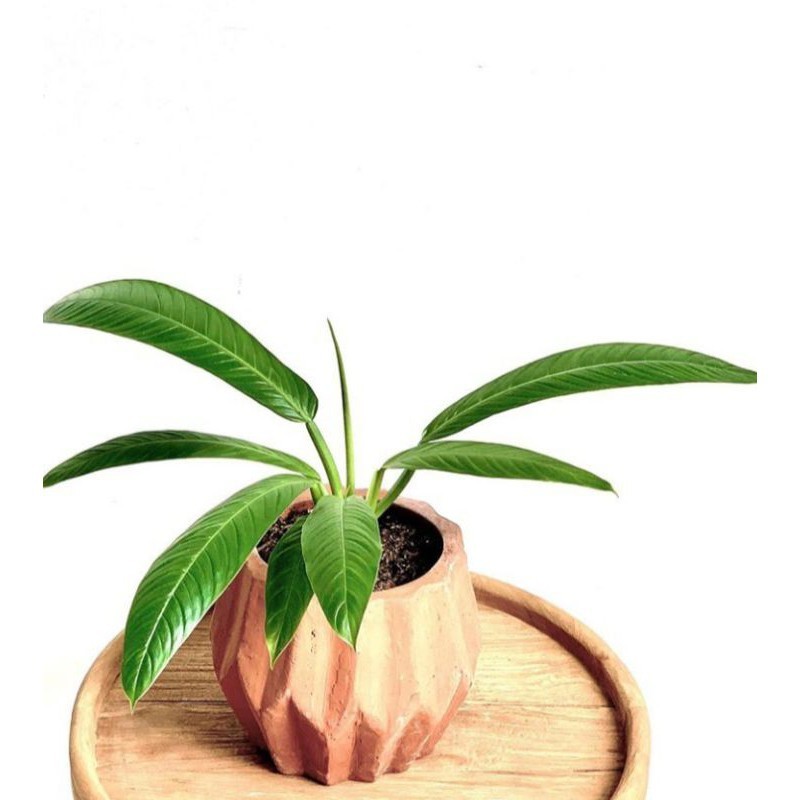 Tanaman Hias Philodendron Lynette - Pohon Philodendron Tanaman Lynette