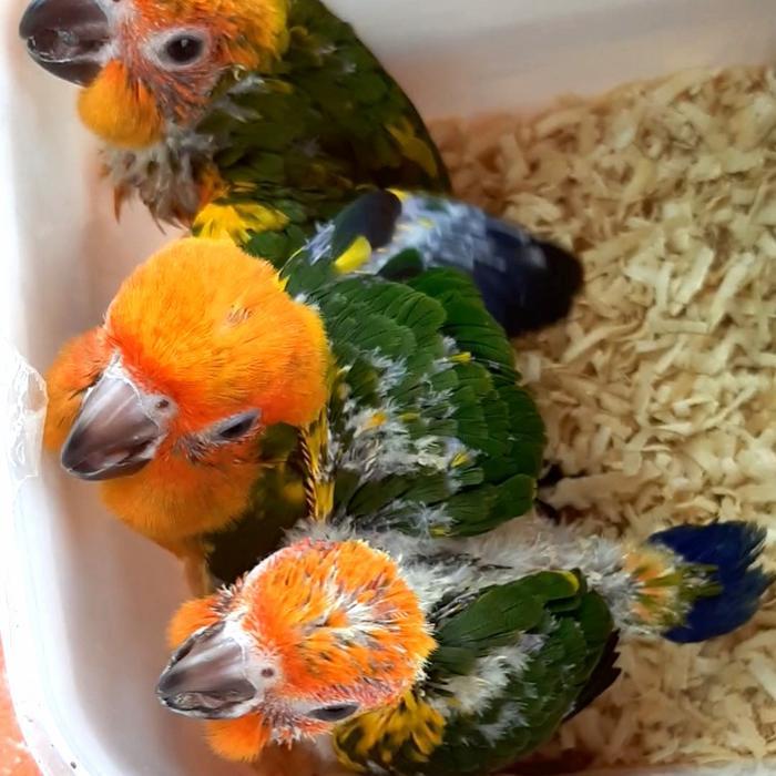 12.12 SALE baby sun conure jinak