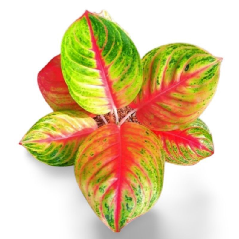 Aglonema Andini - Tanaman Aglonema Andini - Bibit Aglonema Andini