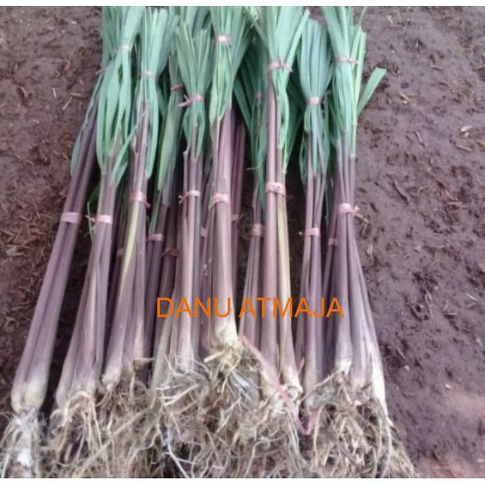 Pohon Sereh Wangi/sereh Merah 1 kg sereh wangi/sereh merah