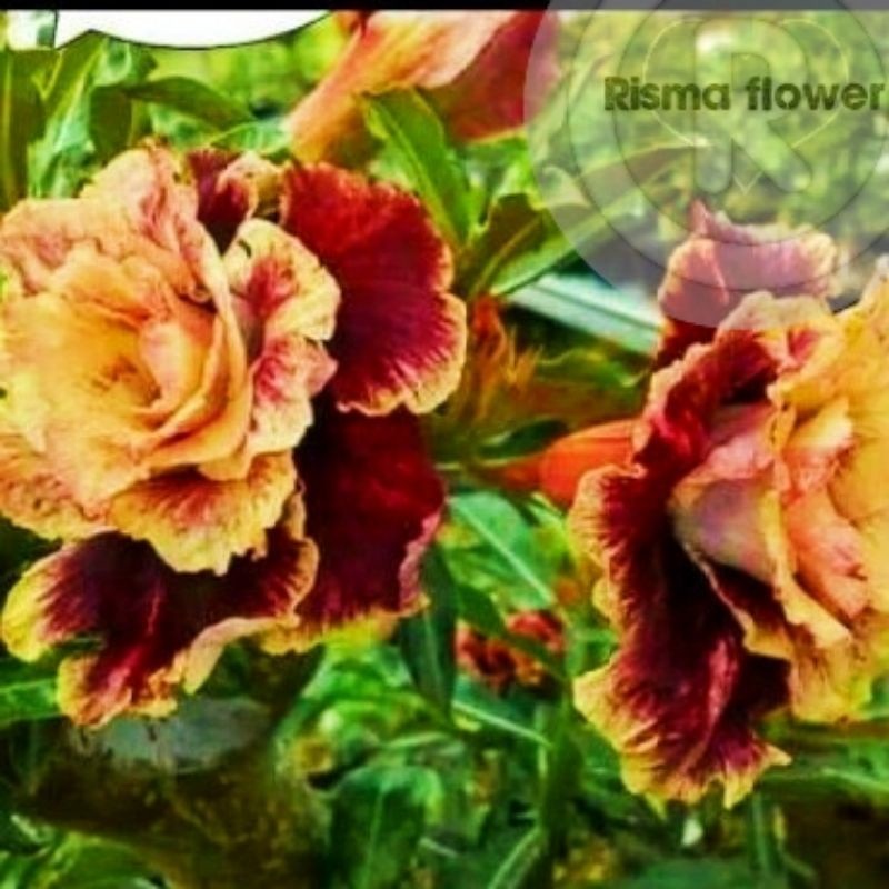 adenium super Tanaman hias pohon adenium tumpuk churzz / bunga Kamboja Jepang tumpuk termurah dan or