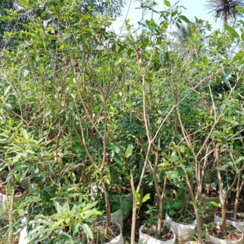 pohon tabebuya pink 2 meter - pohon peneduh