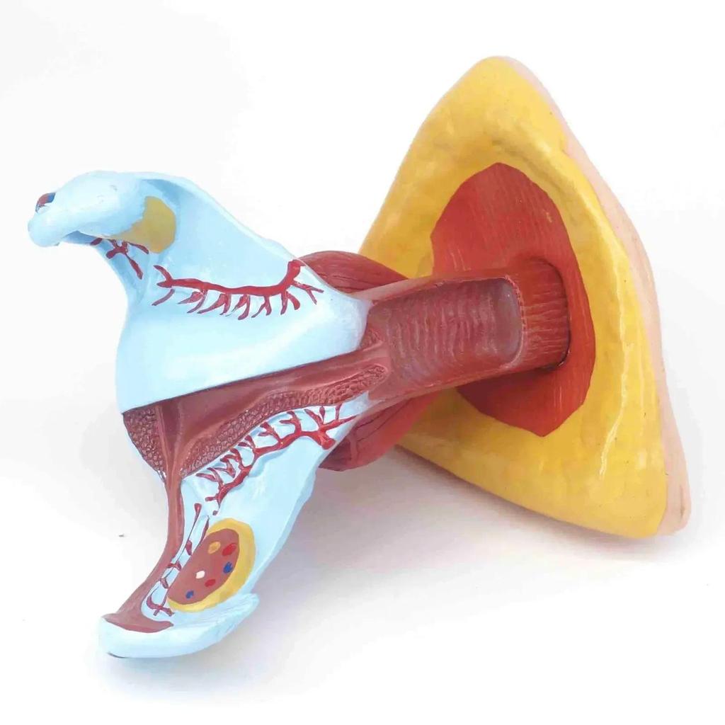 PVC Life Size Human Female Perineum uterus Anatomy Anatomical Mecal Model