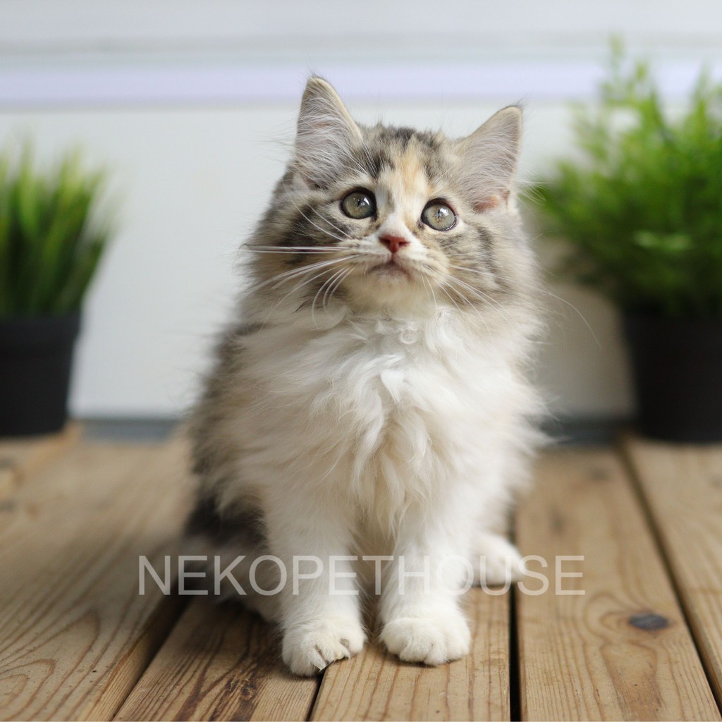 Kucing Kitten Persia Longhair 3 bulan betina