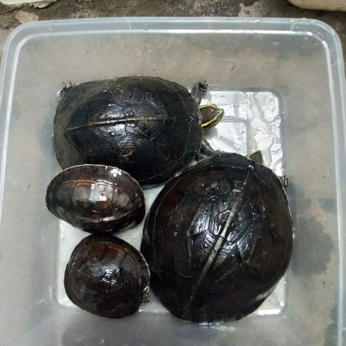 kura ambon atau kura piput bonus pelet