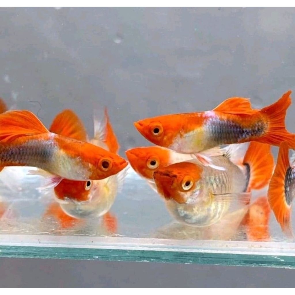 Ikan Guppy gupi plat Koi sepasang