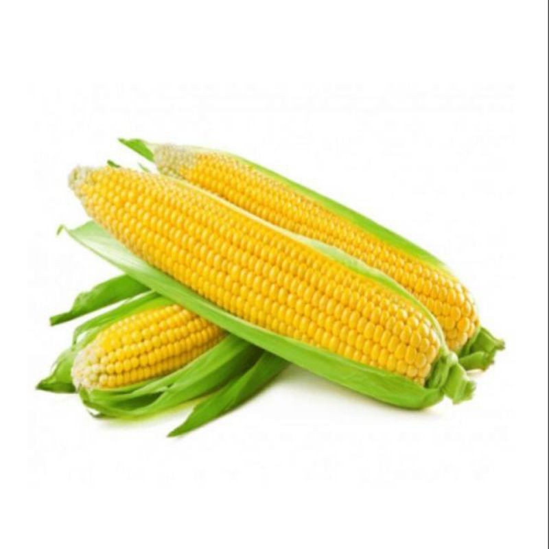 GROSIR 1 KILO BIBIT BENIH JAGUNG BESAR JUMBO SUPER F1